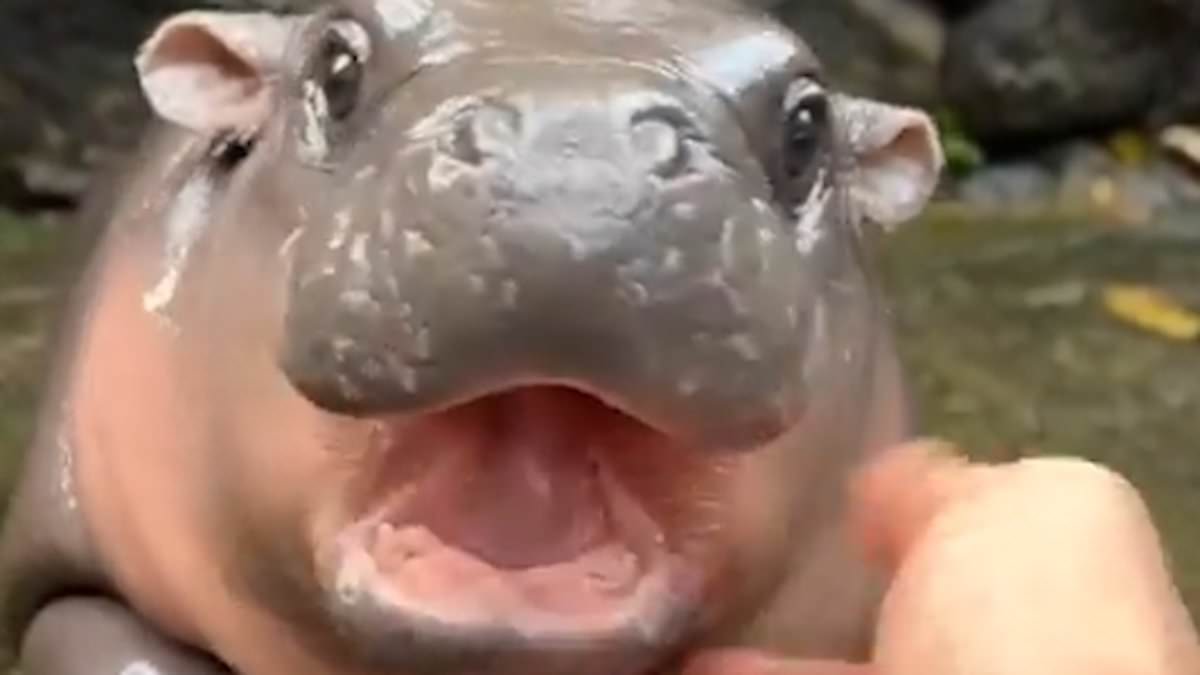 alert-–-viral-baby-pygmy-hippo-‘moo-deng’-becomes-a-celebrity-in-thailand-–-but-some-cruel-zoo-visitors-are-filming-themselves-abusing-the-little-animal