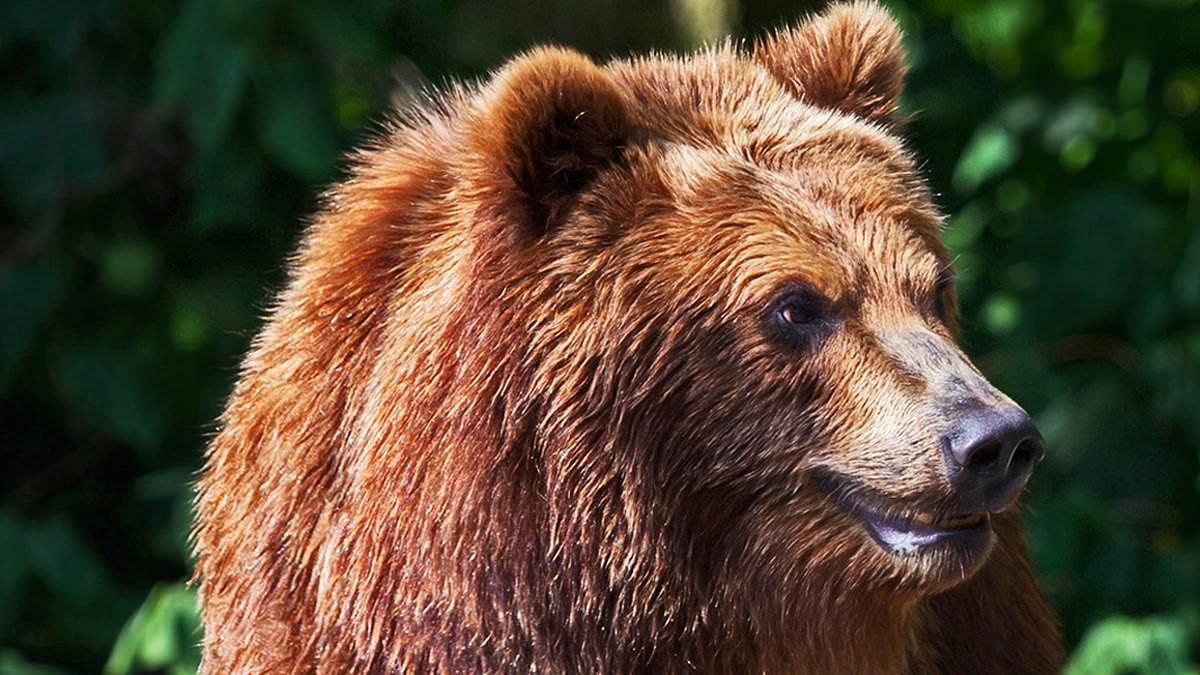 alert-–-vital-rewilding…-or-utter-insanity?-debate-rages-as-freed-800lb-killer-bears-terrorise-italian-villages