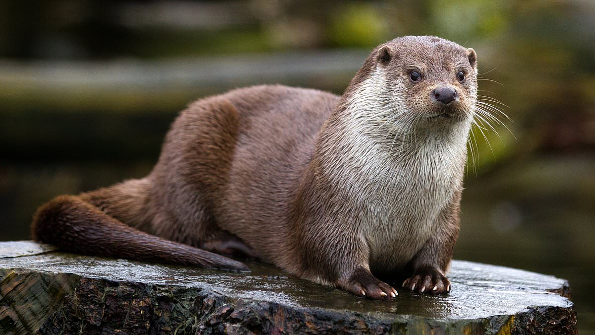 alert-–-horror-as-river-otter-drags-child-off-a-dock-and-underwater-in-vicious-attack…-before-beast-met-grim-end