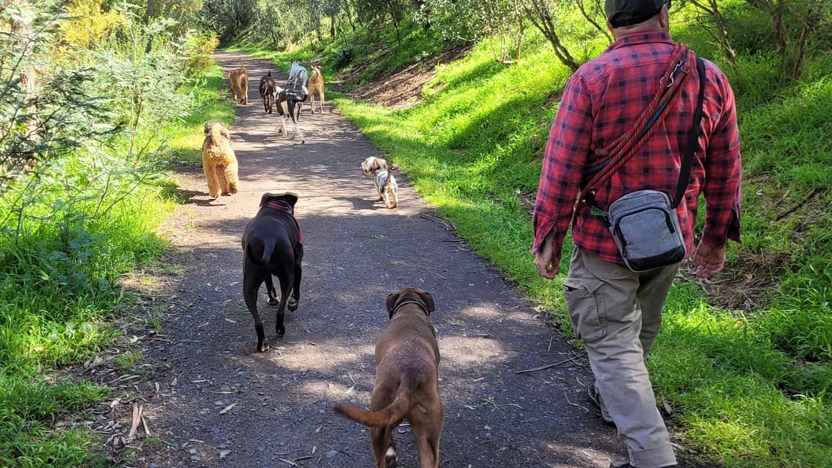 alert-–-melbourne-man-is-slugged-with-massive-$960-fine-after-breaking-little-known-rule-while-walking-dogs