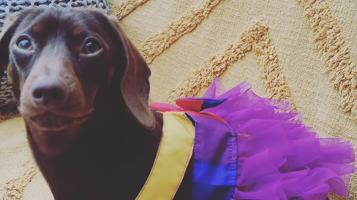 alert-–-pictured:-‘gender-fluid’-dress-wearing-dachshund-called-pablo-who-sparked-lesbian’s-‘transphobia’-legal-battle-with-council-that-cost-taxpayers-63,000