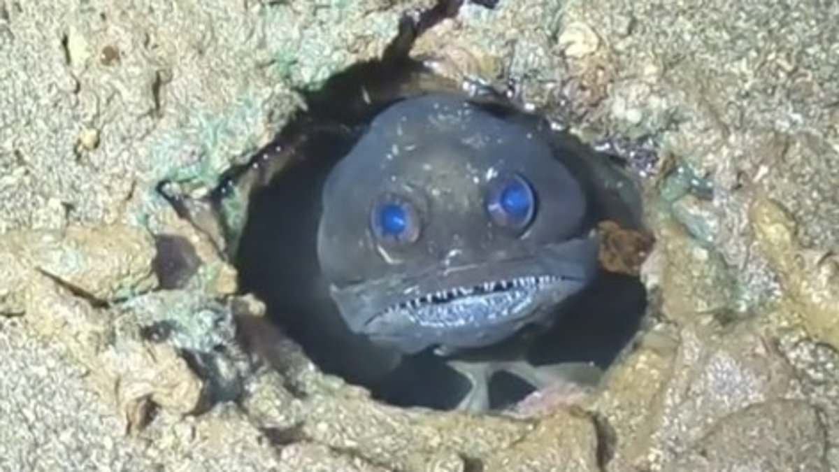 alert-–-is-this-australia’s-creepiest-fish-yet?-campers-left-horrified-by-discovery-on-remote-island-in-western-australia