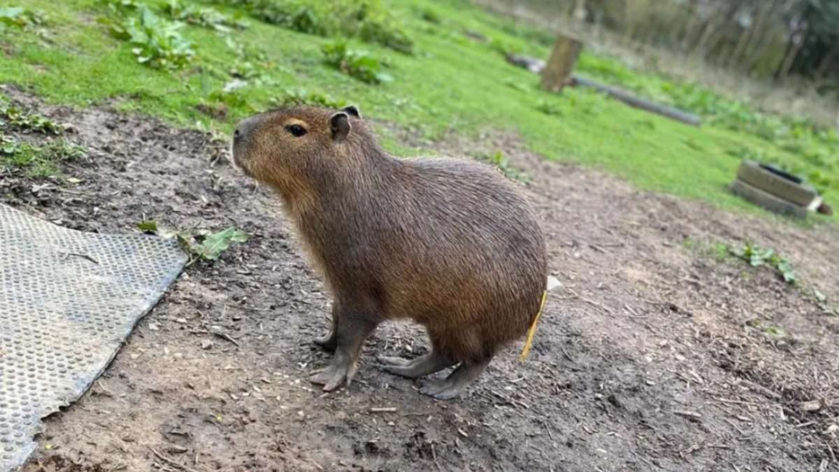 alert-–-family-zoo-issue-update-on-cinnamon-the-fugitive-capybara-who-has-‘captured-the-hearts’-of-animal-lovers-around-the-world