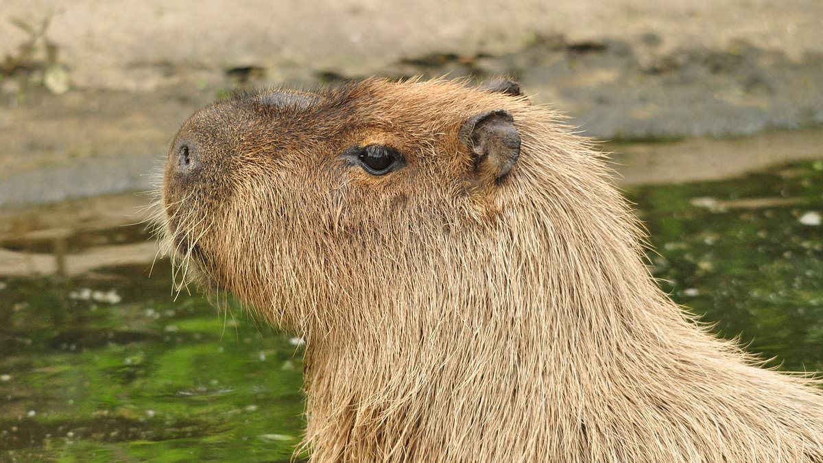 alert-–-found-at-last!-cinnamon-the-fugitive-capybara-who-‘captured-the-hearts’-of-animal-lovers-around-the-world-is-discovered-after-a-week-on-the-run-in-a-very-peculiar-place