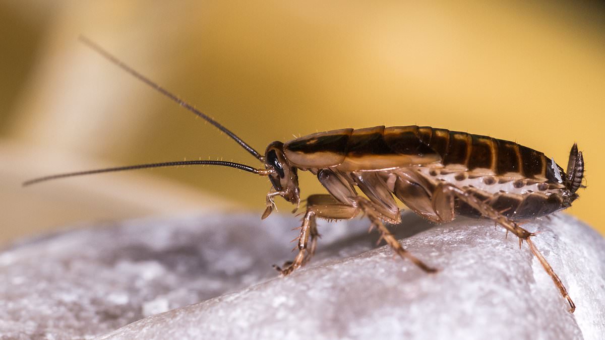 alert-–-more-pests-at-the-beeb!-bbc-blasted-for-food-hygiene-after-inspectors-find-cockroaches-in-canteen-used-by-stars-including-alex-jones,-zoe-ball-and-vernon-kay