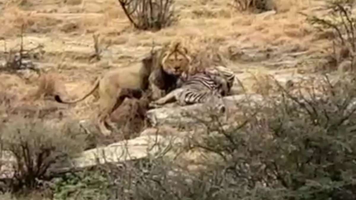 alert-–-astounding-moment-azi-the-lion-became-first-born-in-captivity-in-britain-to-kill-in-the-wild-despite-experts-dismissing-it-as-impossible-–-as-amazing-photos-capture-the-hunt