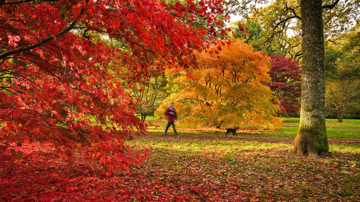 alert-–-in-a-magical-evocation-on-the-first-day-of-autumn,-horatio-clare-says…-get-set-for-nature’s-end-of-year-firework-display!