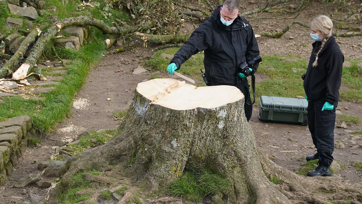 alert-–-how-shopkeepers-near-sycamore-gap-are-cashing-in-a-year-after-the-world-famous-tree-was-chopped-down:-from-14-prints-to-135-earrings