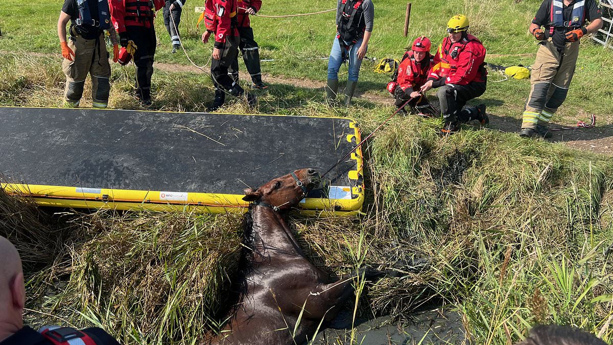 alert-–-neigh-bother!-moment-fire-crews-winch-horse-trapped-in-ditch-to-safety-after-huge-fall-in-country-field