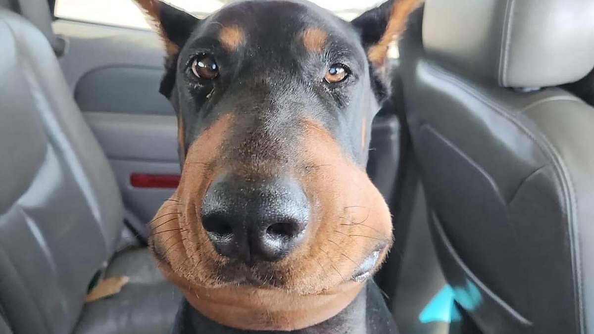 alert-–-ruff-day?-owner-shares-hilarious-snap-of-glum-looking-doberman-after-he-was-bitten-by-a-rattlesnake-while-playing-in-their-backyard