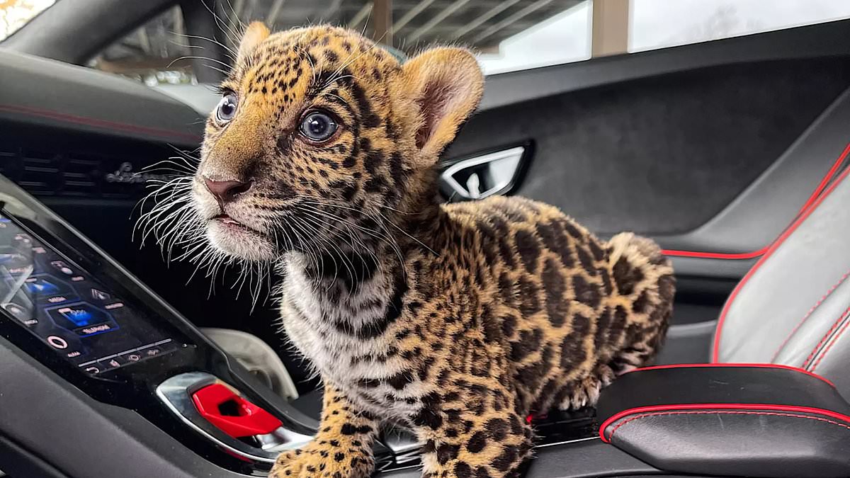 alert-–-a-jaguar-cub-was-trafficked-in-california-between-drug-dealers-and-an-onlyfans-model-sold-it-for-tens-of-thousands