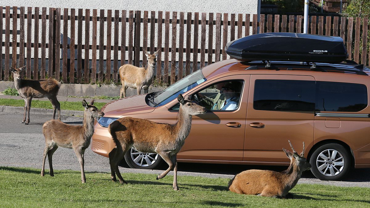 alert-–-a-foal-business!-deer-cause-chaos-by-‘invading’-idyllic-scottish-village-after-being-lured-in-by-tourists-who-treat-them-‘like-pets’