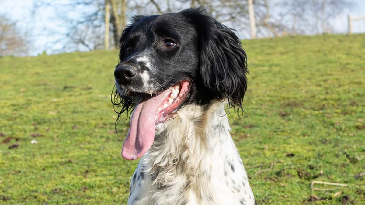 alert-–-my-springer-spaniel-went-missing-just-minutes-after-an-amazon-delivery-–-i-fear-she’s-been-dognapped