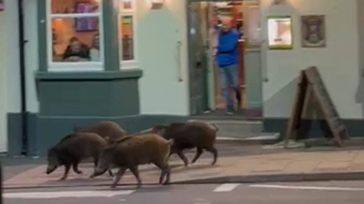 alert-–-beware-the-pub-boar!-moment-wild-pigs-are-spotted-strolling-past-town-centre-boozer-on-a-night-out