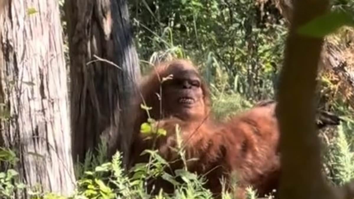 alert-–-hilarious-truth-behind-viral-‘bigfoot-sighting’-that-left-internet-‘convinced’-the-creatures-are-real:-‘this-is-the-best-proof-yet’