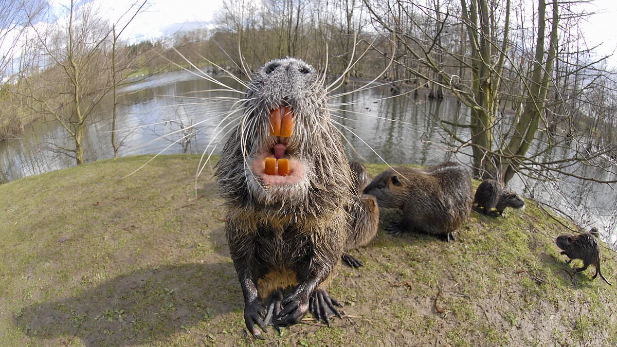 alert-–-panic-as-dangerous-3ft-rat-like-creatures-with-orange-teeth-invade-california