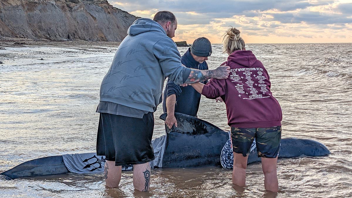 alert-–-another-dead-whale-washes-up-on-the-coast-of-uk-after-four-others-were-found-dead-off-the-coast-of-kent