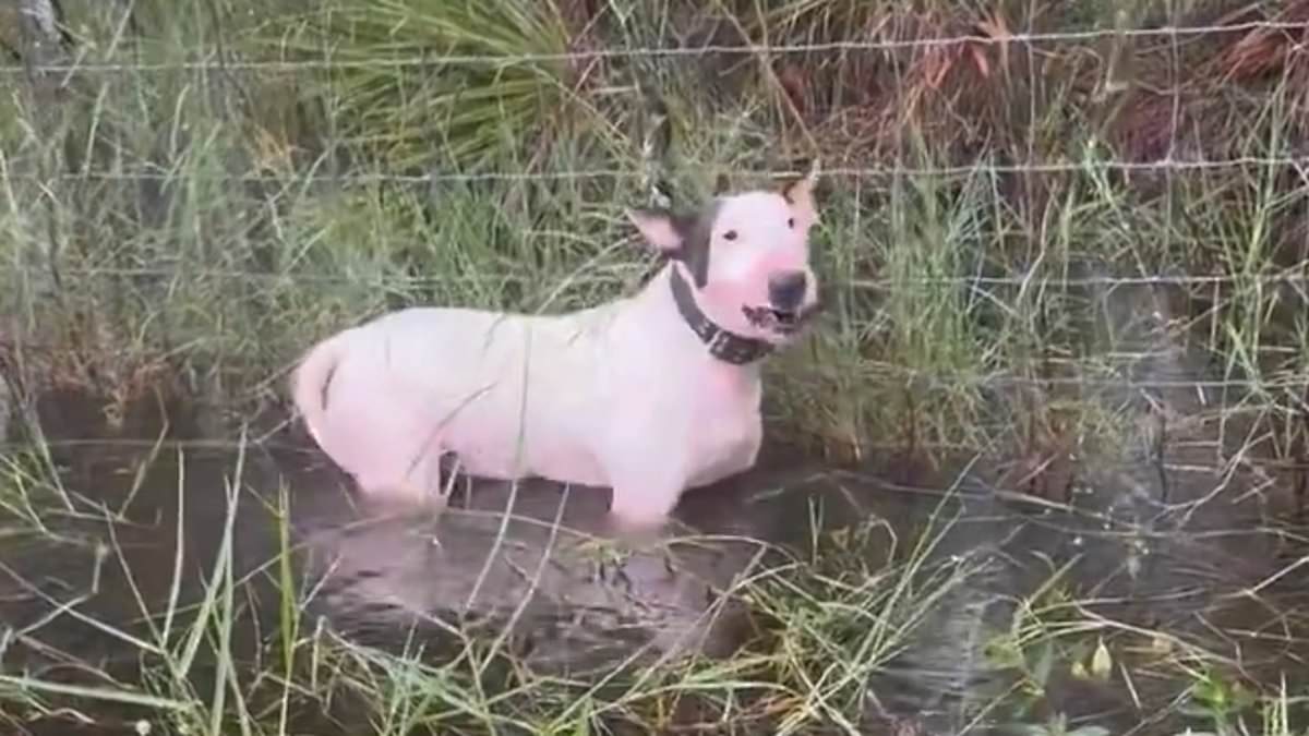 alert-–-hurricane-milton’s-most-heartbreaking-image:-cruel-florida-owners-abandon-dog-chained-to-fence-as-flood-water-rises