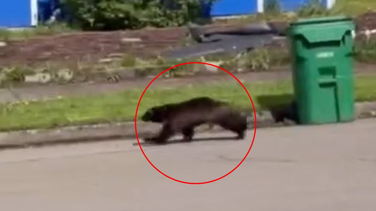 alert-–-stunned-oregon-resident-films-rare-wild-animal-charging-fast-down-street-in-broad-daylight