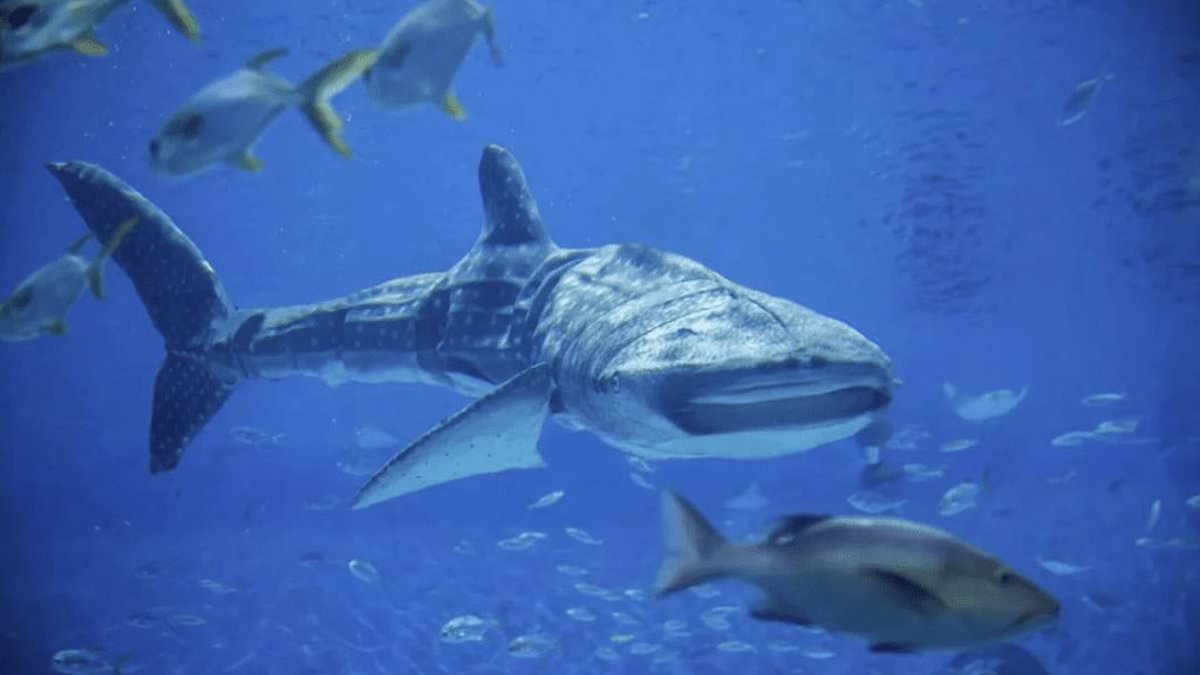 alert-–-aquarium-is-slammed-over-its-new-whale-shark-attraction-–-can-you-see-why?