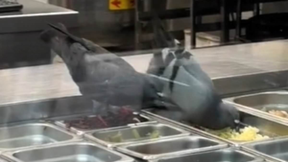 alert-–-sydney-crust-pizza-worker-breaks-silence-after-pigeons-were-caught-eating-toppings