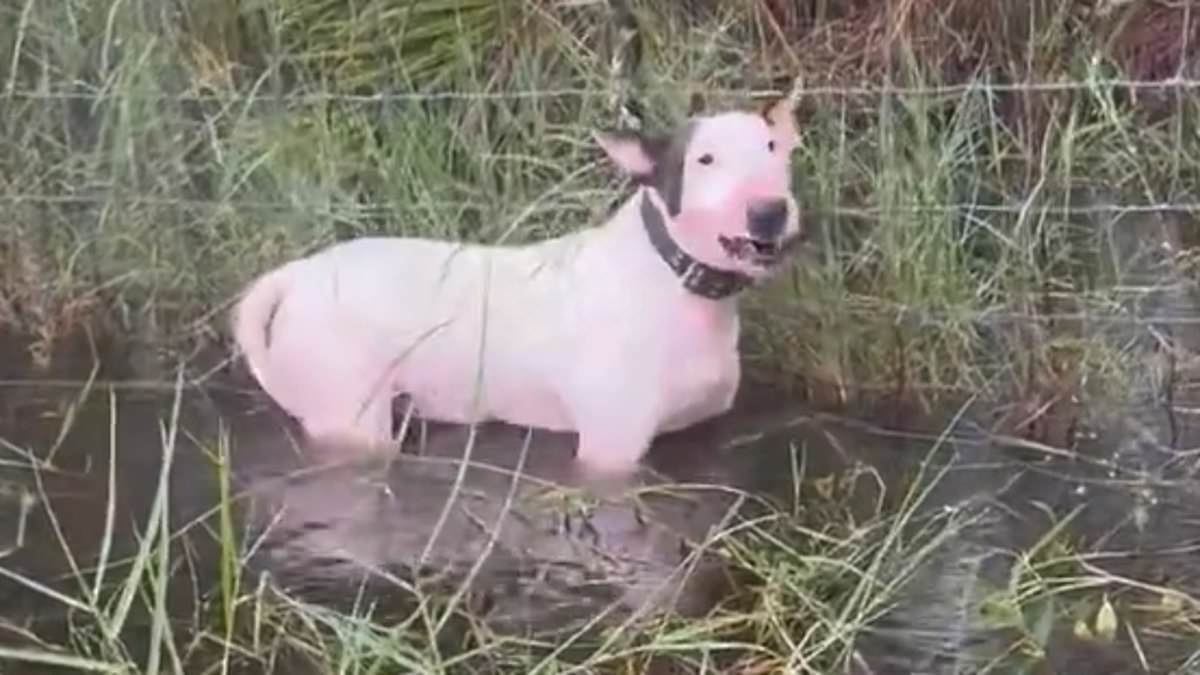 alert-–-animal-abuser-who-chained-dog-to-post-during-milton-floods-has-been-identified