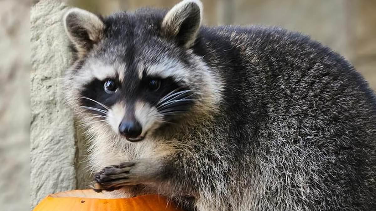 alert-–-hunt-for-the-zoo-gitives!-four-raccoons-have-escaped-amazon-world-zoo-park,-with-keepers-asking-for-help-to-find-them