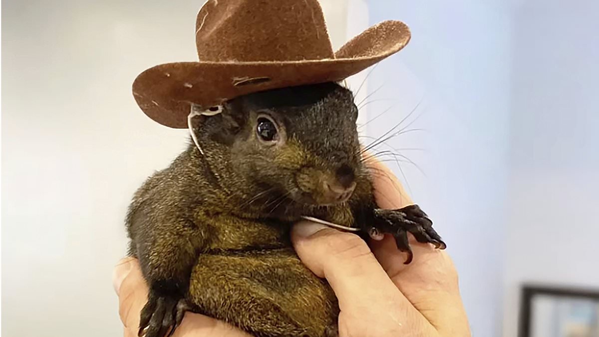 alert-–-outrage-over-peanut-the-squirrel’s-death-sparks-bomb-threats