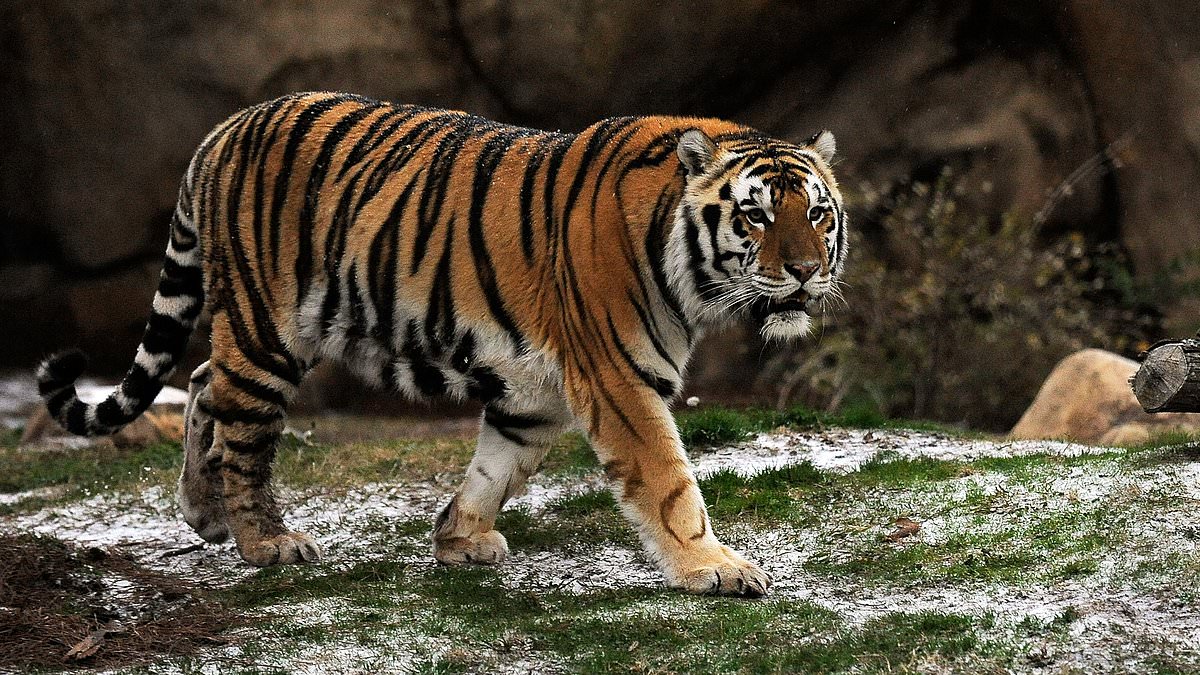 alert-–-peta-slams-lsu-decision-to-have-a-live-caged-tiger-at-game-against-alabama