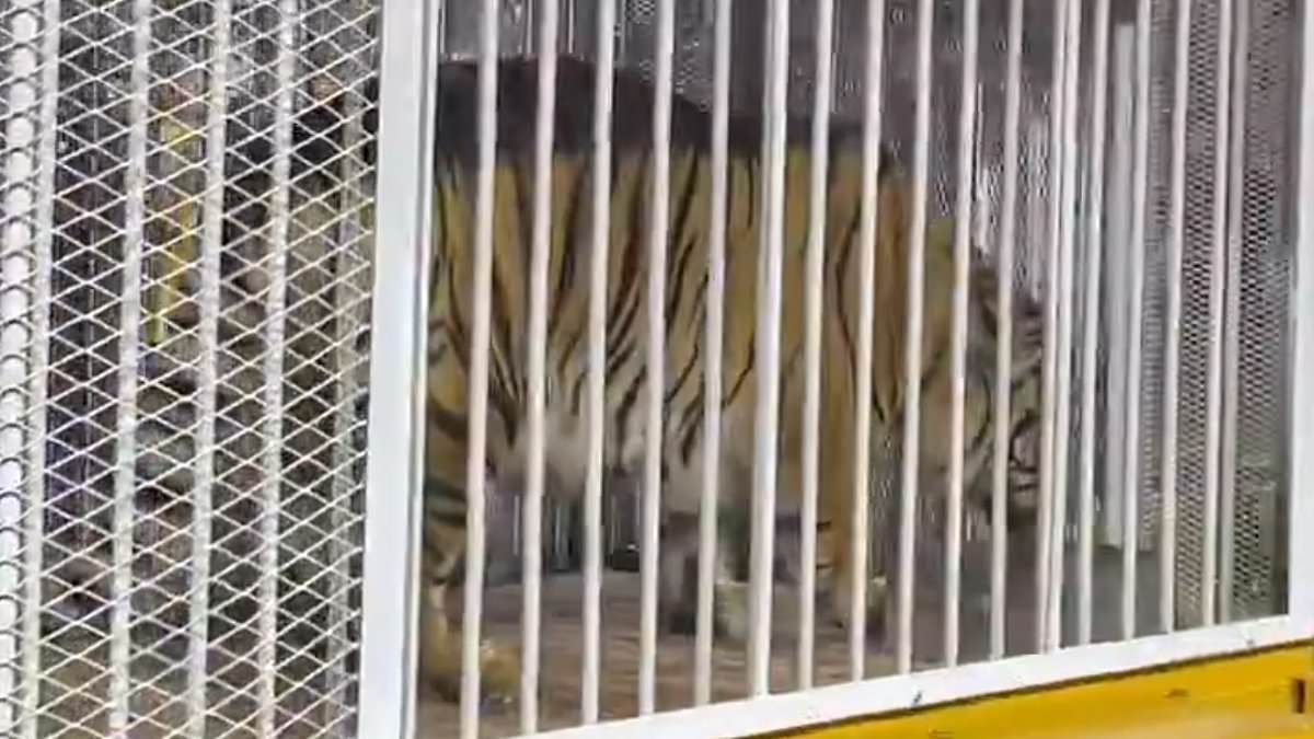 alert-–-shocking-moment-lsu-brings-a-tiger-onto-the-field-in-‘cruel-and-dangerous’-stunt-before-alabama-game