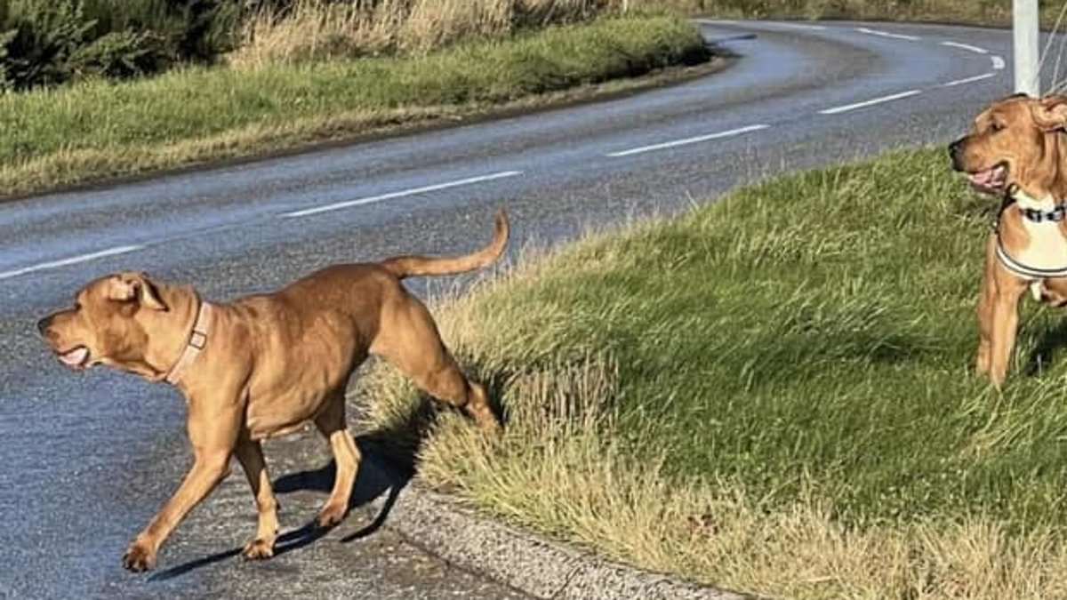 alert-–-children-stop-playing-outside-as-‘wild-dogs’-terrorise-residents-of-tiny-highland-village