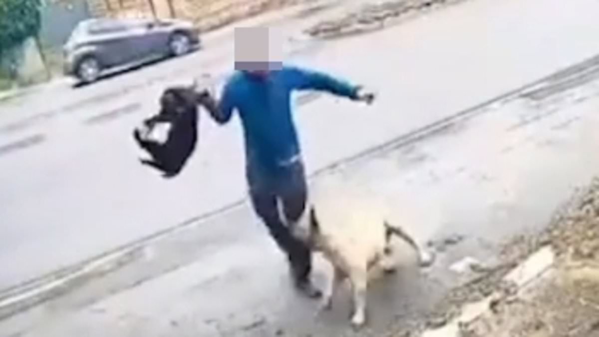 alert-–-dog-attack-ground-zero-caught-on-camera:-the-horrific-maulings-captured-on-video-in-the-country’s-hotspot-after-police-warned-‘someone-will-die’