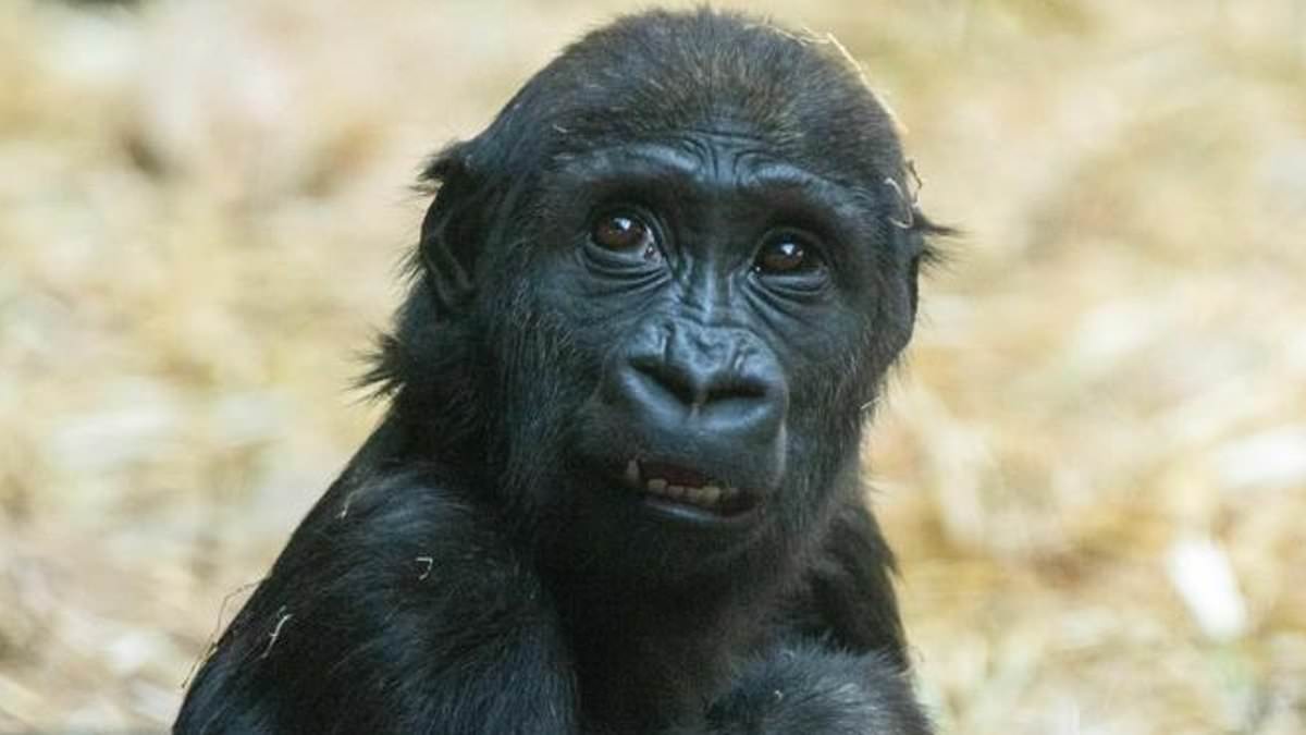 alert-–-baby-gorilla-dies-from-traumatic-head-injuries-after-being-crushed-by-hydraulic-door-in-‘human-error’-at-zoo