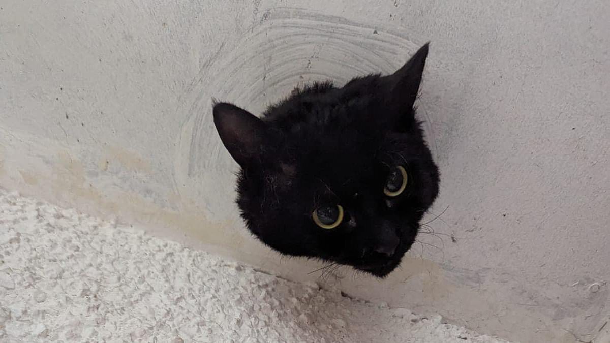 alert-–-moment-adorable-black-cat-called-john-is-rescued-by-firefighters-after-getting-stuck-upside-down-in-drainpipe