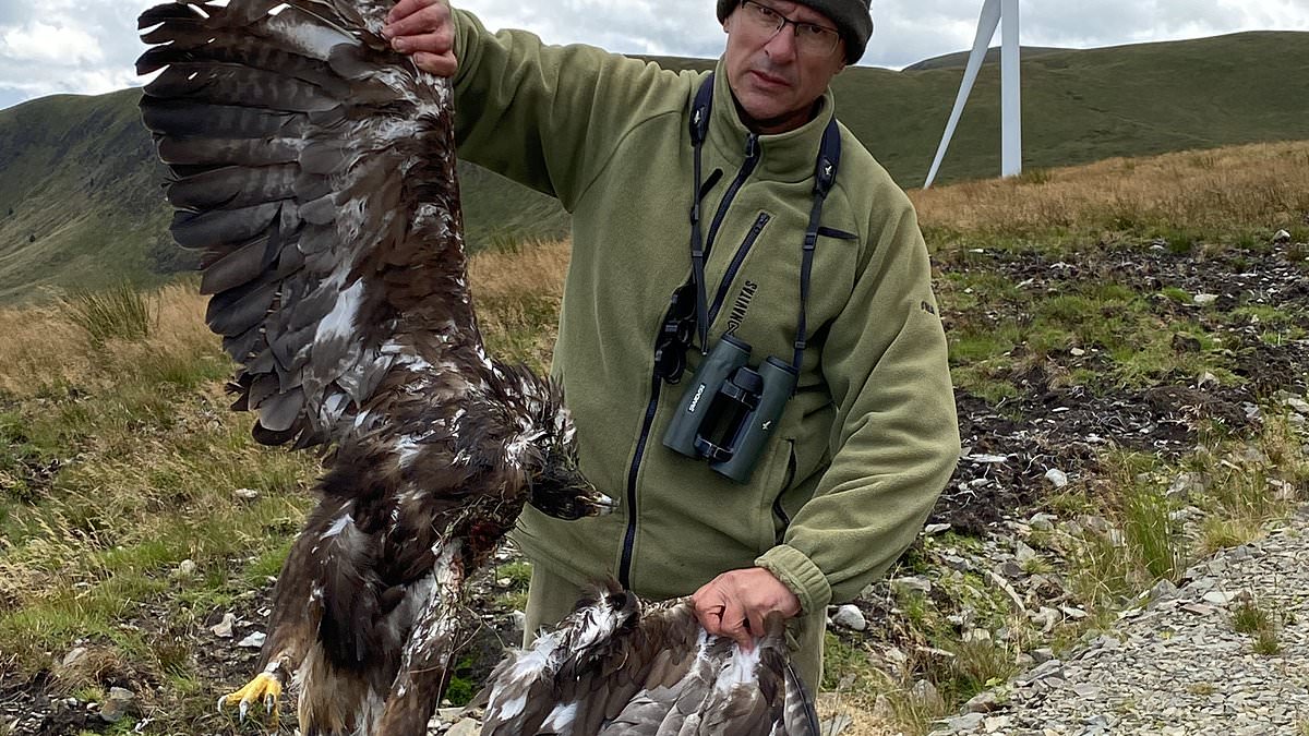 alert-–-rare-golden-eagle-sparky-found-dead-after-a-wind-turbine-tore-off-its-wing,-say-vet-experts