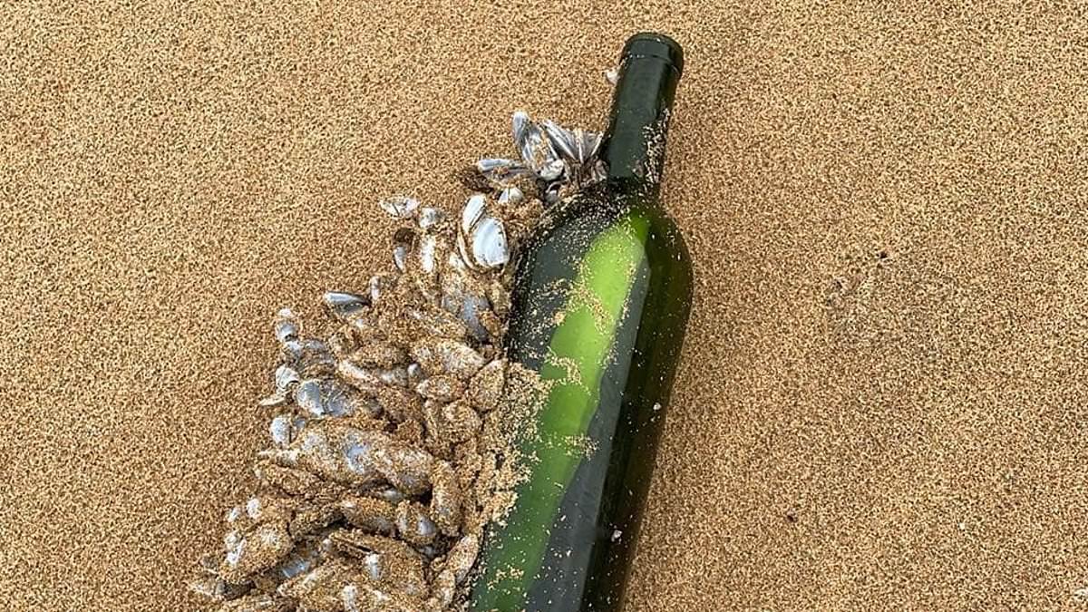 alert-–-message-in-a-bottle-washes-up-on-peterborough-beach-after-16-years-at-sea