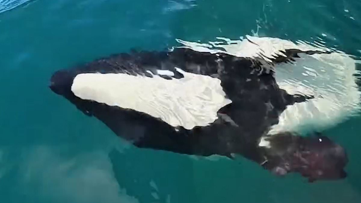 alert-–-adorable-moment-rare-panda-dolphin-stuns-tourists-with-a-playful-display-by-their-boat