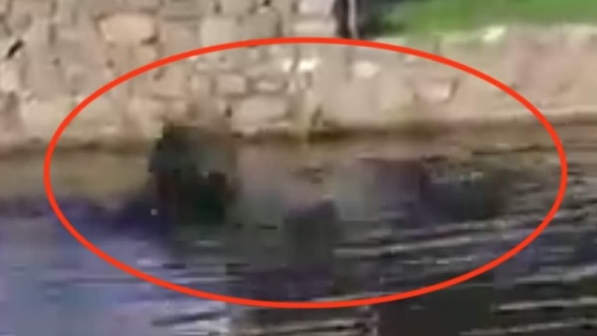 alert-–-horrifying-moment-windshield-cleaner-is-brutally-torn-apart-by-crocodile-after-falling-into-lagoon