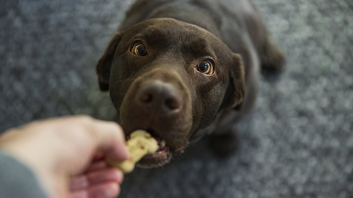 alert-–-urgent-warning-to-dog-owners-as-tainted-treats-are-recalled-across-america