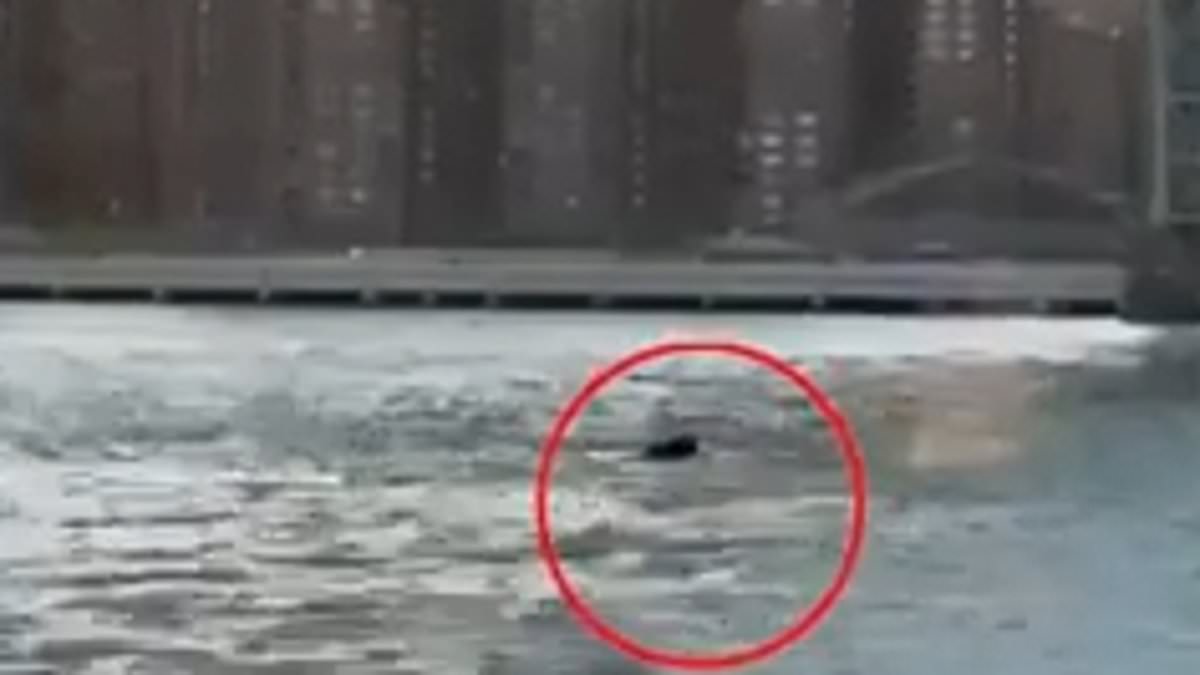 alert-–-unexpected-creature-filmed-swimming-under-nyc’s-williamsburg-bridge