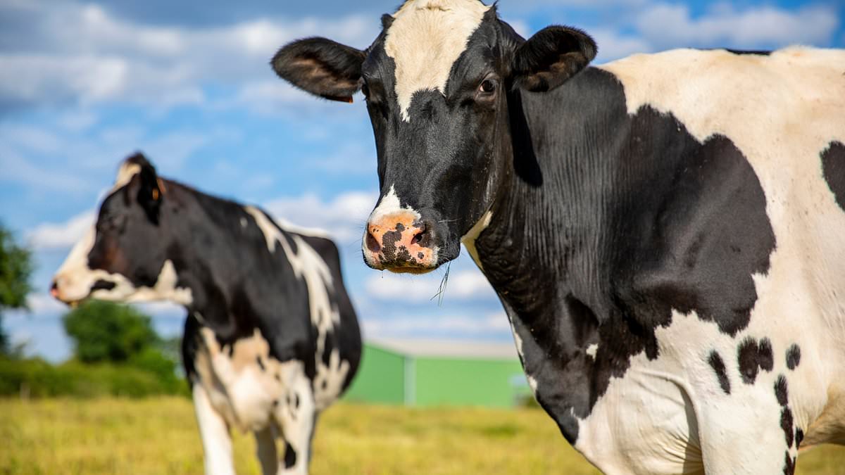 alert-–-full-list-of-arla-foods’-bovaer-‘contaminated’-products-boycotted-by-customers:-from-lurpak-to-cravendale-and-even-starbucks,-as-controversial-cow-feed-additive-sparks-backlash