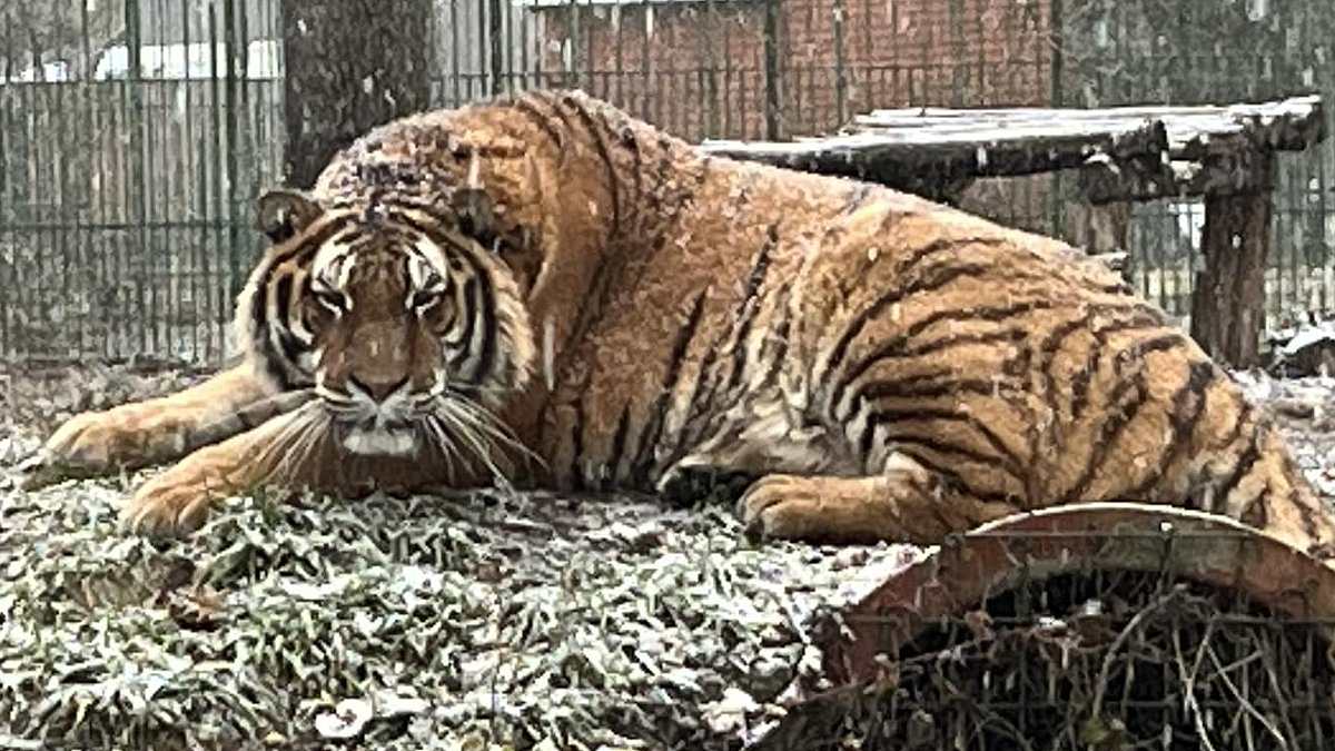 alert-–-zookeeper-is-killed-by-a-tiger-after-entering-the-animal’s-cage-and-‘leaving-safety-door-open’