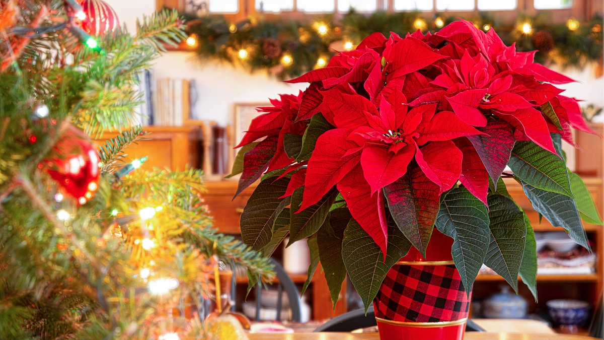 alert-–-traditional-christmas-poinsettias-could-be-more-expensive-this-year-amid-shortage-of-the red-leaved-plants