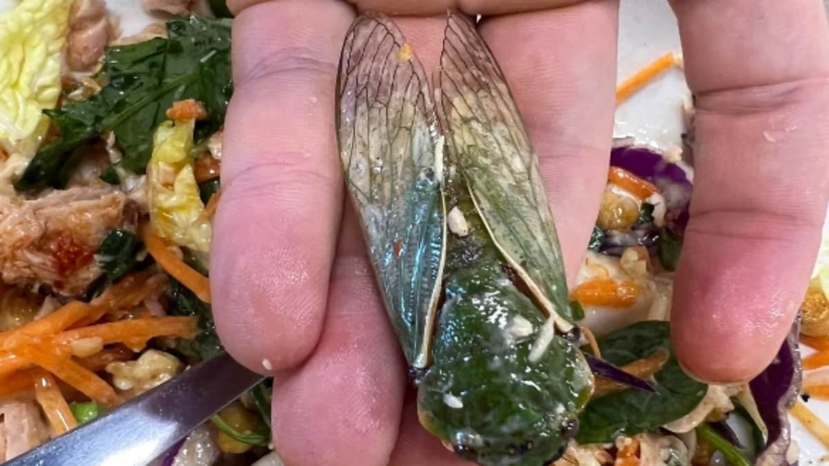 alert-–-shopper-is-left-horrified-after-finding-a-giant-cicada-nestled-inside-his-woolworths-salad