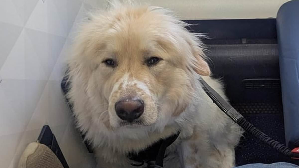 alert-–-passenger-fuming-over-being-forced-to-give-up-first-class-seat-on-delta-flight-for-a-dog