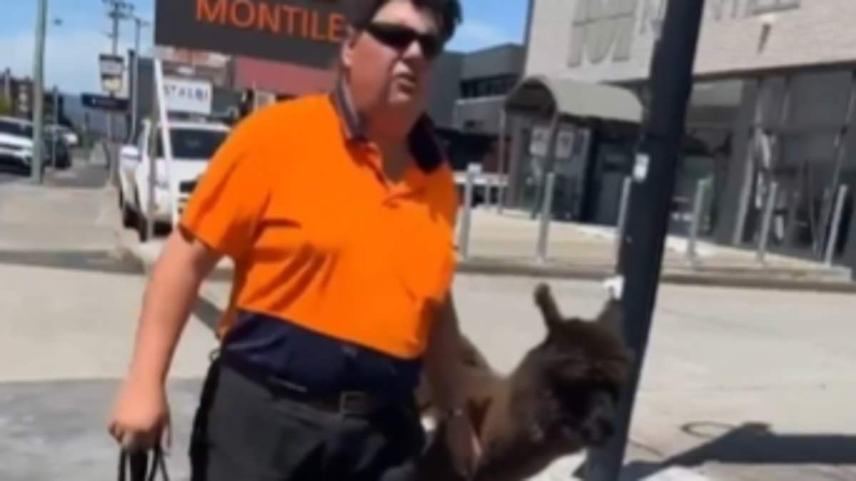 alert-–-bizarre-moment-man-casually-walking-his-pet-alpaca-down-the-street-erupts-at-a-passerby-over-a-joke-gone-wrong