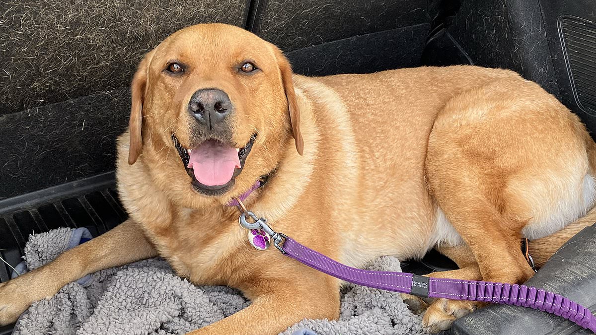 alert-–-the-25ft-telegraph-pole-outside-my-home-won’t-stop-leaking-toxic-substance-despite-reporting-it-–-i’m-terrified-for-my-labrador-freddy