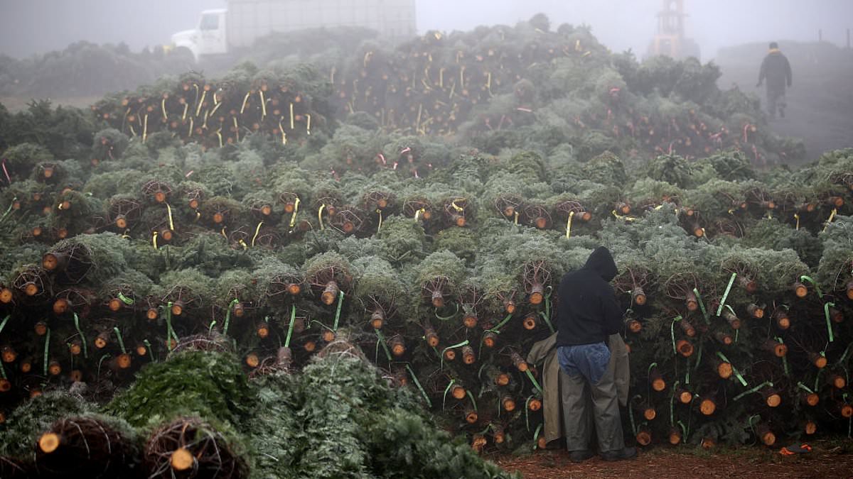 alert-–-the-surprising-state-that-produces-the-most-christmas-trees-revealed