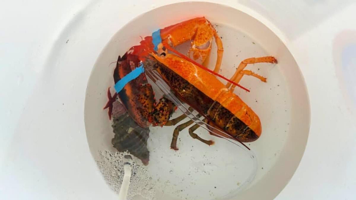 alert-–-ultra-rare-lobster-is-spotted-in-maine-supermarket’s-seafood-tank