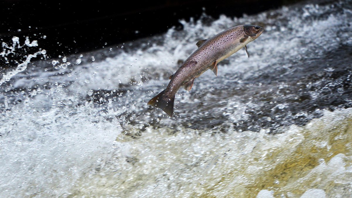 alert-–-revealed:-the-largest-escape-of-farmed-salmon-in-a-decade-was-kept-from-the-public-for-almost-two-years